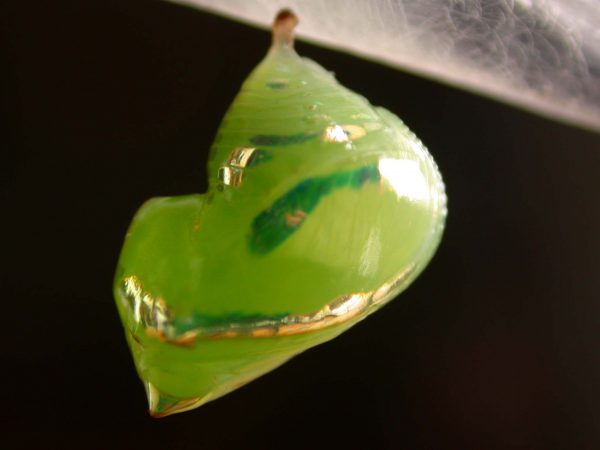 Pteronymia alida pupa lateral, KRW-272