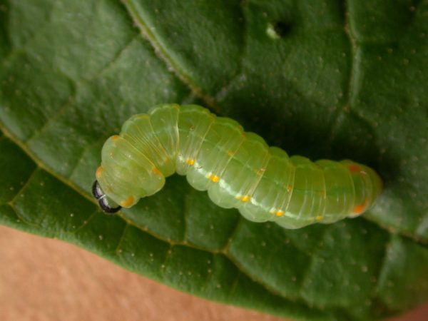 Pteronymia alida prepupa, KRW-81-2
