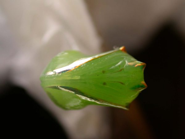 Pteronymia alida pupa ventral, KRW-272