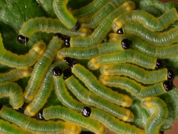 Pteronymia zerlina 2nd instar, KRW-253