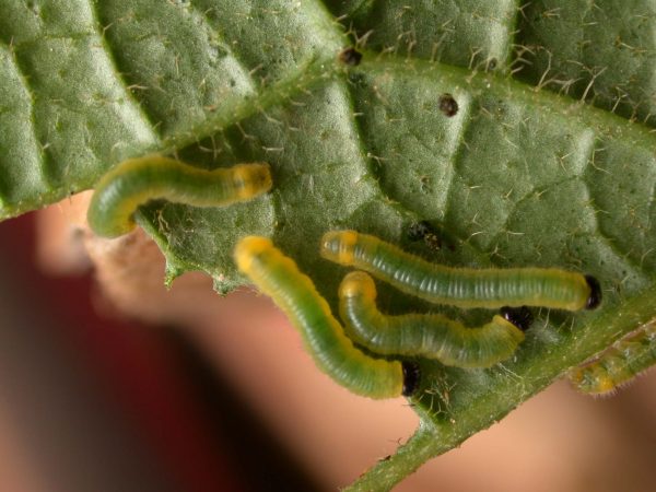 Pteronymia zerlina 2nd instar, KRW-253