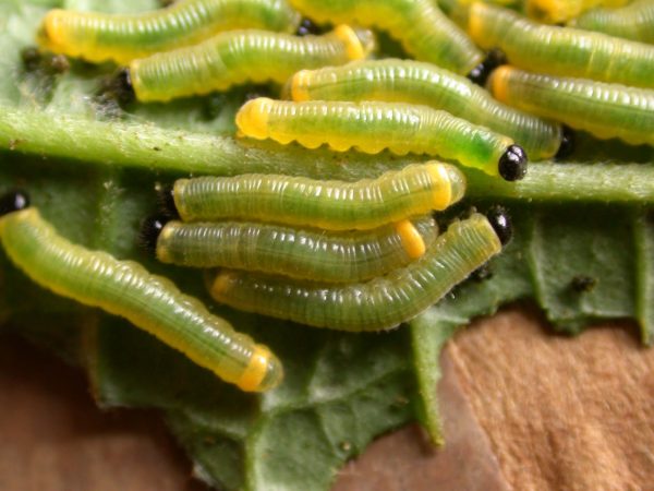 Pteronymia zerlina 3rd instar, KRW-250