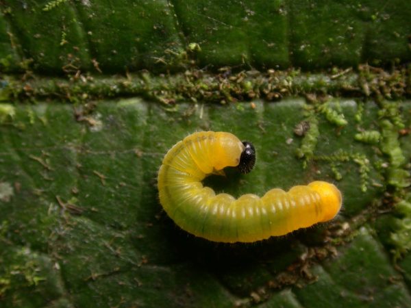 Pteronymia zerlina 4th instar, KRW-252