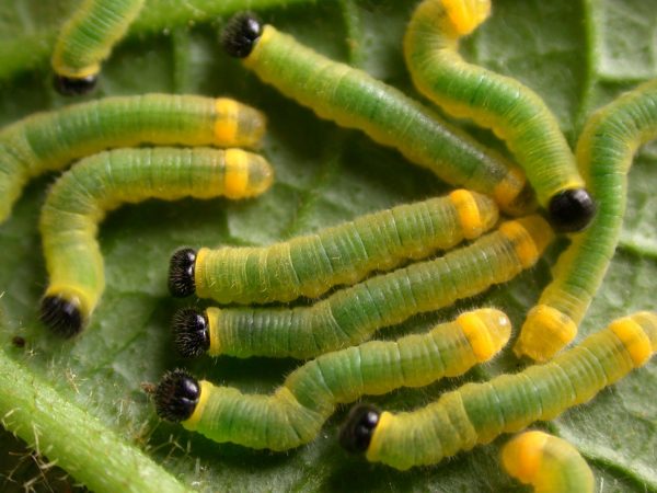 Pteronymia zerlina 4th instar, KRW-253