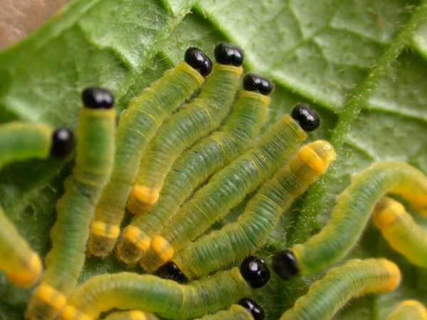 Pteronymia zerlina 4th instar, KRW-252
