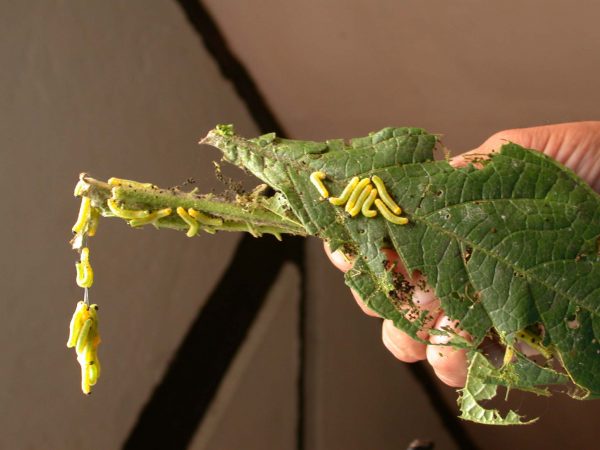 Pteronymia zerlina 4th instar, KRW-252