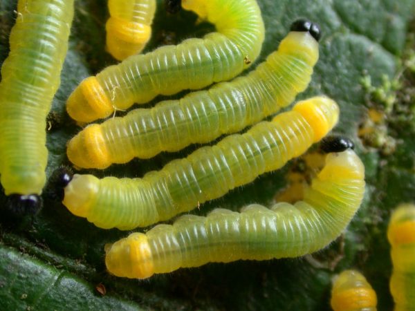 Pteronymia zerlina 4th instar, KRW-252