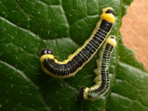 Pteronymia zerlina 5th instar, KRW-250