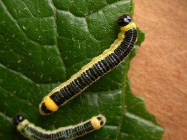 Pteronymia zerlina 5th instar, KRW-250
