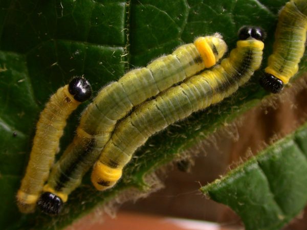 Pteronymia zerlina 5th instar, KRW-253