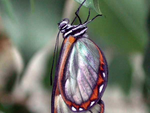 Pteronymia zerlina adult, KRW-253