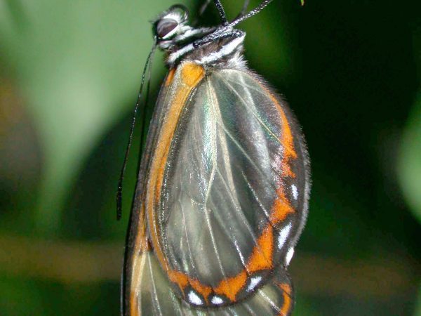 Pteronymia zerlina adult, KRW-253