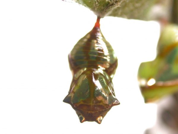 Pteronymia zerlina pupa dorsal, KRW-253