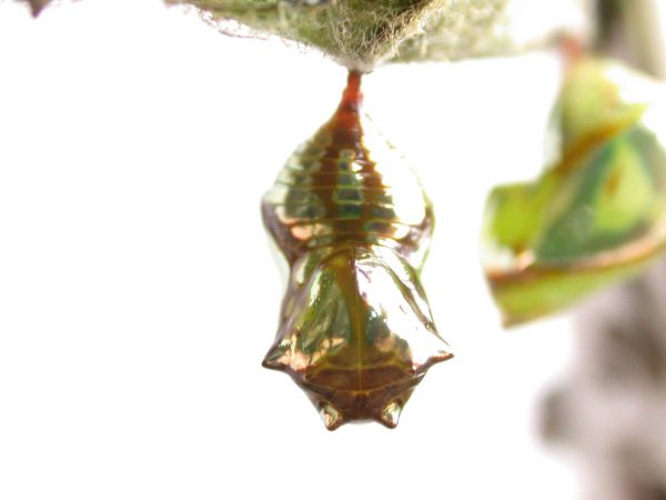 Pteronymia zerlina pupa dorsal, KRW-253