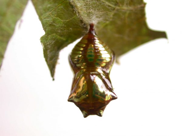 Pteronymia zerlina pupa dorsal, KRW-253