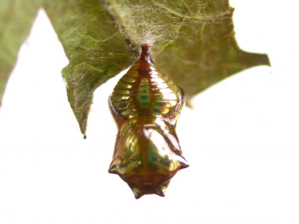 Pteronymia zerlina pupa dorsal, KRW-253