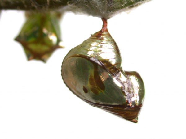 Pteronymia zerlina pupa lateral, KRW-253