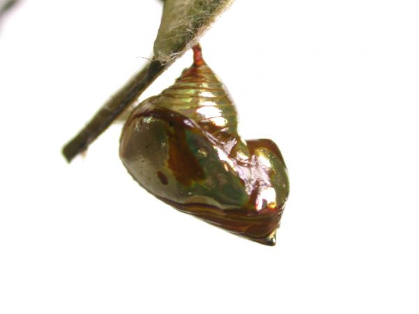 Pteronymia zerlina pupa lateral, KRW-253