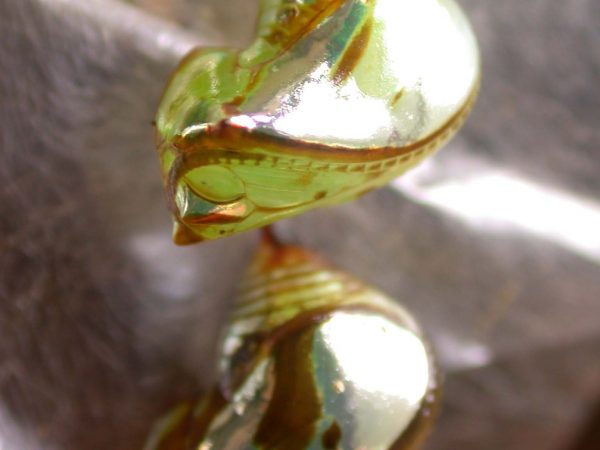 Pteronymia zerlina pupa lateral, KRW-253