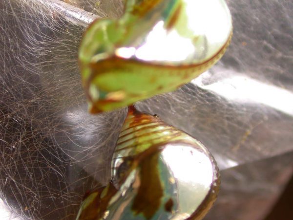 Pteronymia zerlina pupa lateral, KRW-253