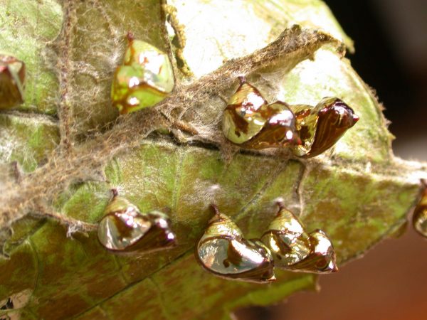 Pteronymia zerlina pupa lateral, KRW-253