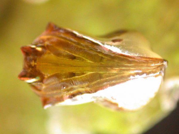 Pteronymia zerlina pupa ventral, KRW-253