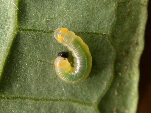 Pteronymia alissa 3rd instar, KRW-164