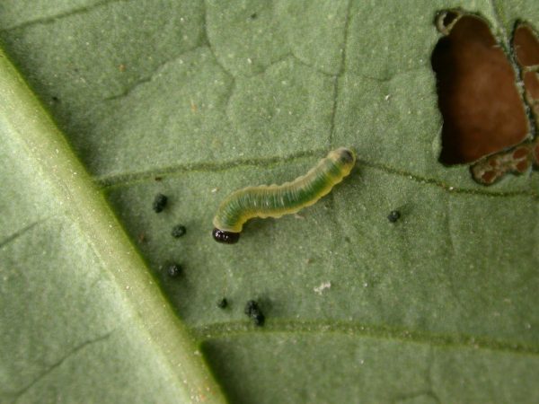 Pteronymia alissa 3rd instar, KRW-164