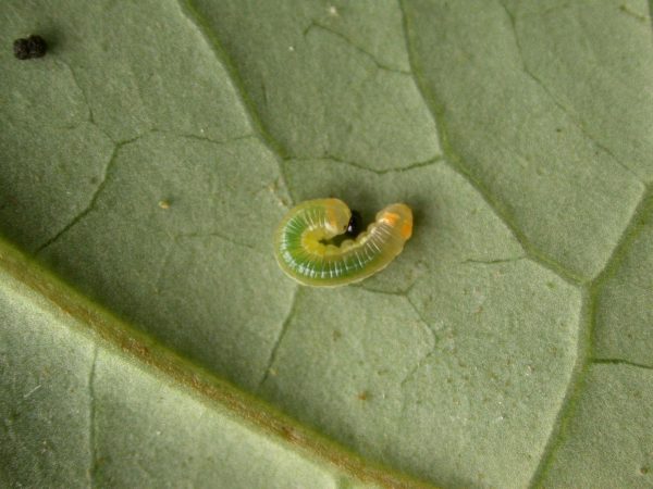 Pteronymia alissa 3rd instar, KRW-164