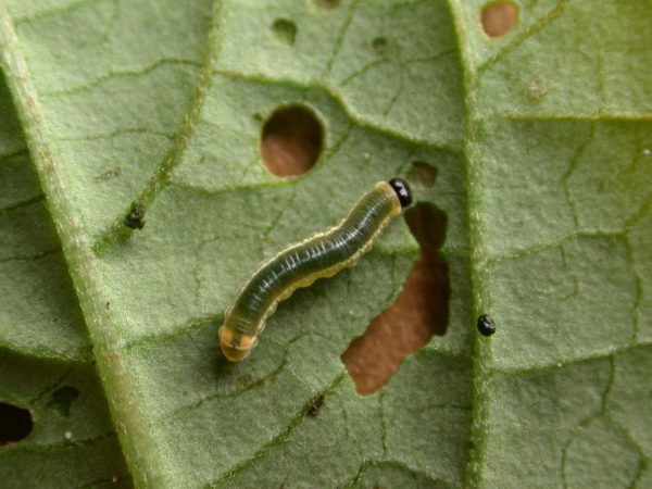Pteronymia alissa 3rd instar, KRW-200