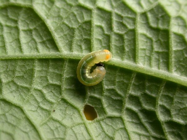 Pteronymia alissa 3rd instar, KRW-201