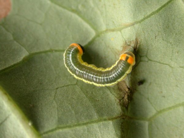 Pteronymia alissa 4th instar, KRW-164