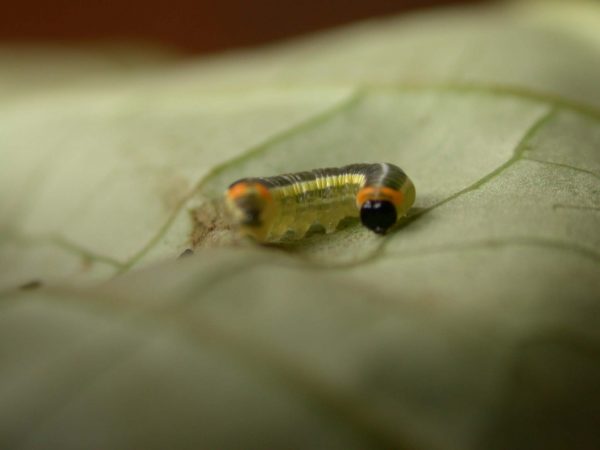 Pteronymia alissa 4th instar, KRW-164