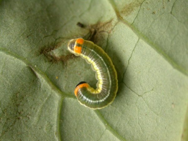 Pteronymia alissa 4th instar, KRW-164