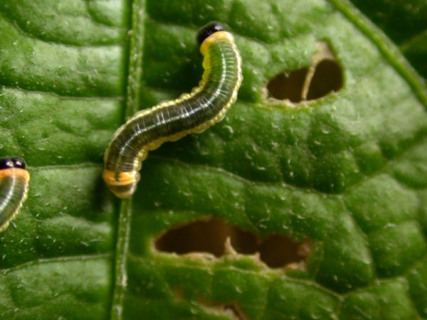 Pteronymia alissa 4th instar, KRW-200