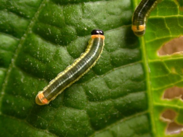 Pteronymia alissa 4th instar, KRW-200