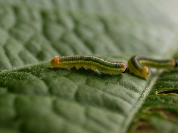 Pteronymia alissa 4th instar, KRW-200
