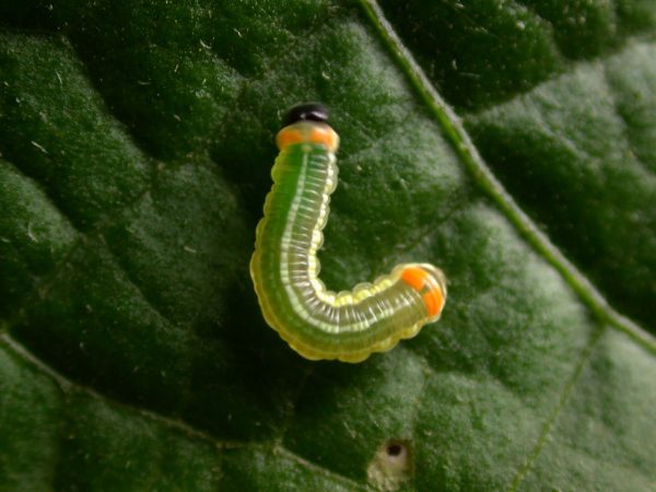 Pteronymia alissa 4th instar, KRW-201