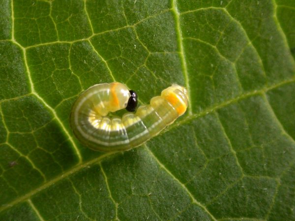 Pteronymia alissa 4th instar, KRW-202