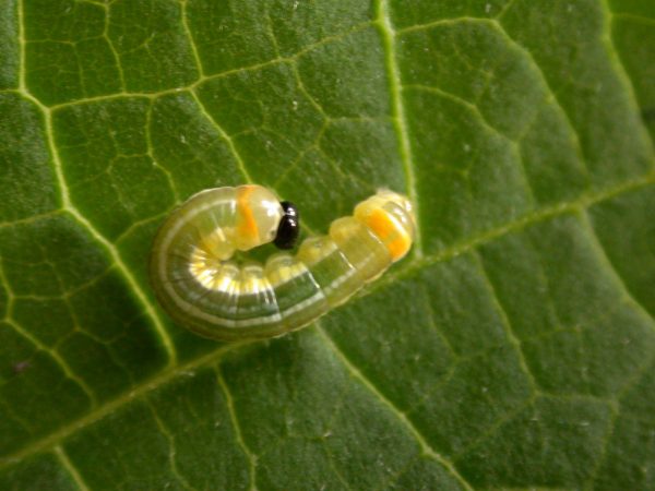 Pteronymia alissa 4th instar, KRW-202