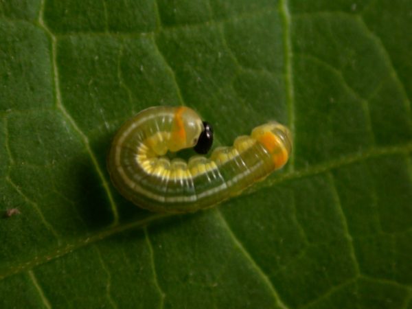 Pteronymia alissa 4th instar, KRW-202