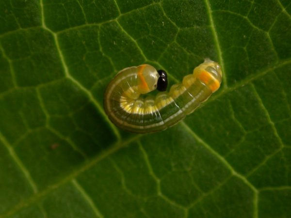 Pteronymia alissa 4th instar, KRW-202
