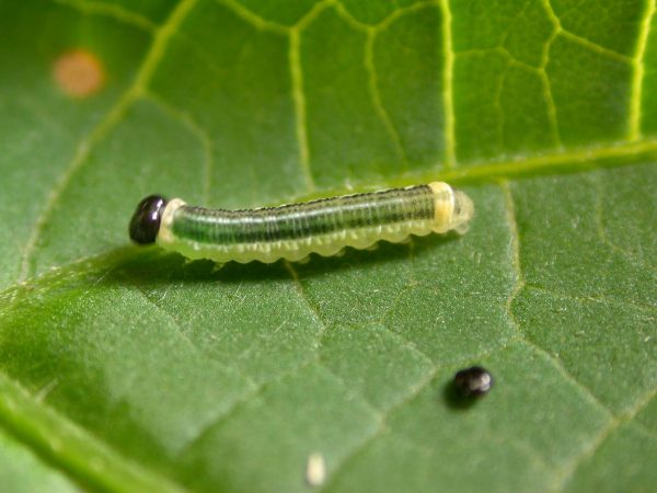 Pteronymia alissa 4th instar, KRW-203