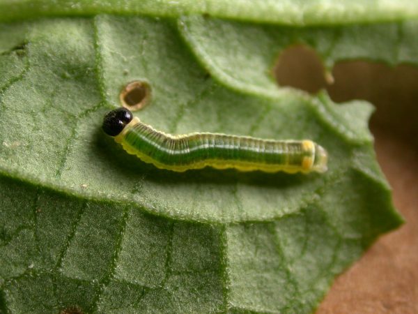 Pteronymia alissa 4th instar, KRW-203