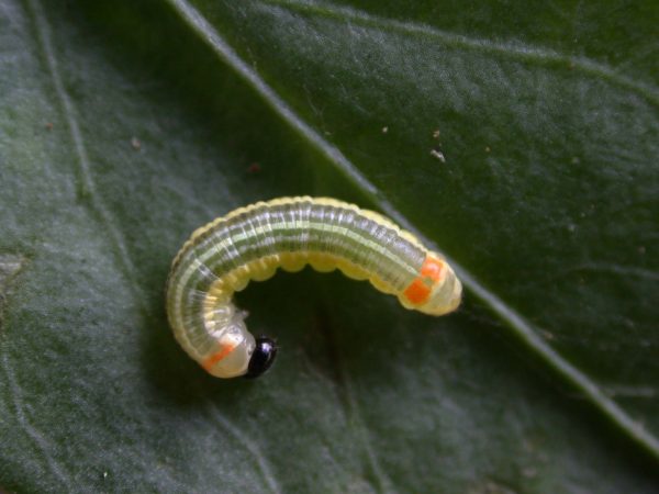 Pteronymia alissa 4th instar, KRW-63-2