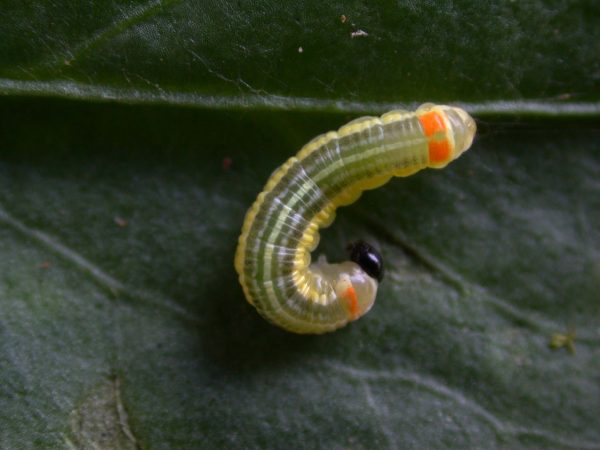Pteronymia alissa 4th instar, KRW-63-2