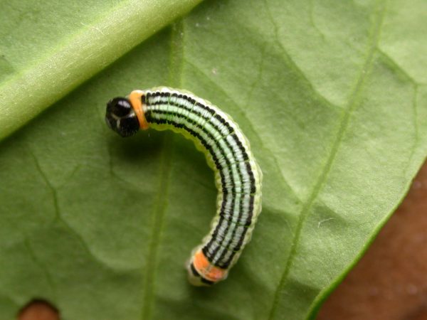 Pteronymia alissa 5th instar, KRW-116