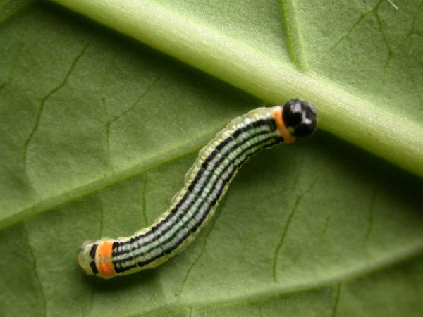 Pteronymia alissa 5th instar, KRW-116