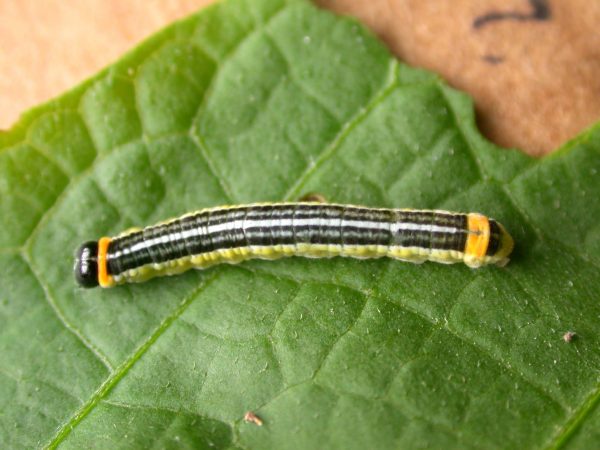 Pteronymia alissa 5th instar, KRW-202