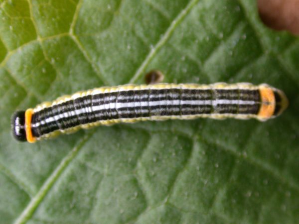 Pteronymia alissa 5th instar, KRW-202